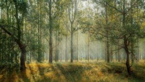 Krimmelské vodopády parkování: Parkujte u krásných vodopádů 12 Krimmelské vodopády parkování: Parkujte u krásných vodopádů