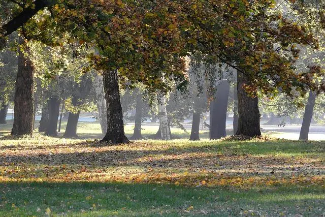 Stromovka Parkování: Průvodce Parkovacími Místy